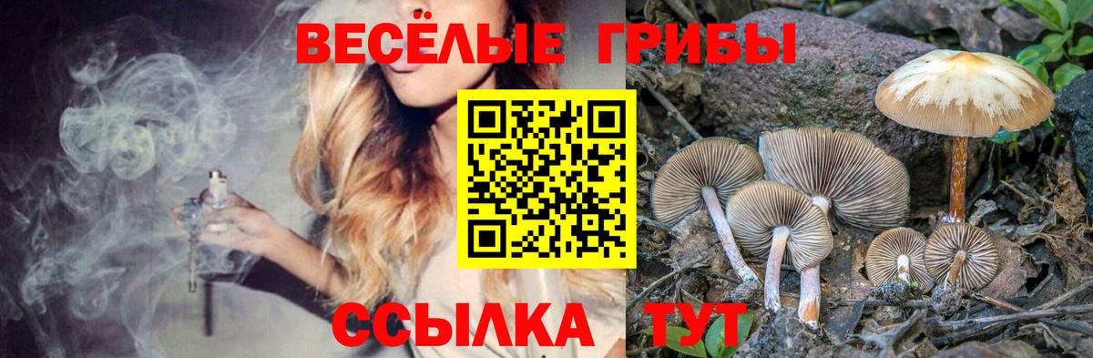 Энгельс  Галлюциногенные грибы Cubensis  Вход с VPN  Галлюциногенные грибы Cubensis 